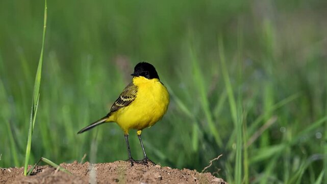 Male western yellow wagtail perched on a rock