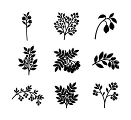 Fototapeta premium Botanical Vector Elements: Delicate Branch Illustrations, Berry Sprigs, Leafy Accents, Organic Nature Graphics