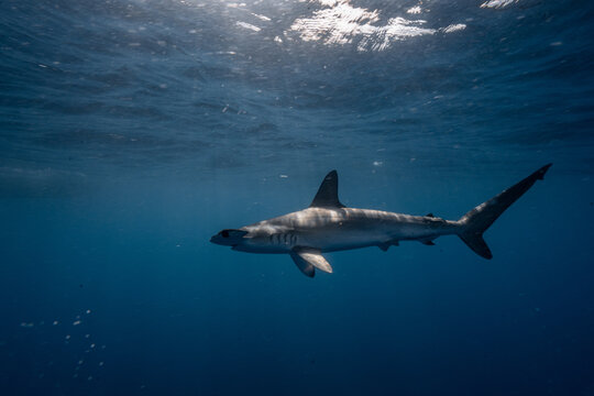 Juvenile scalloped hammerhead shark swimming in open water at Aliwal Shoal, KwaZulu-Natal, South Africa.