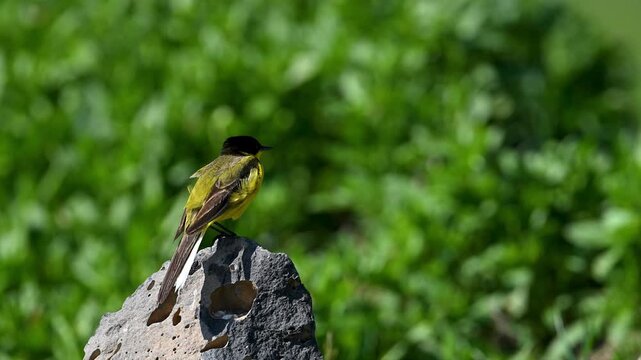 Male western yellow wagtail perched on a rock