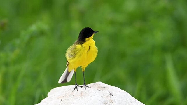 Male western yellow wagtail perched on a rock