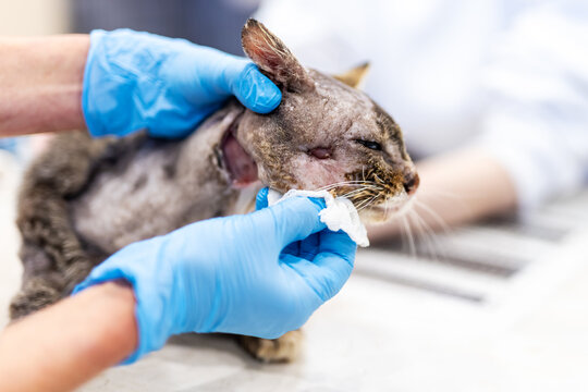 Injured stray cat receiving gentle care from gloved hands inside clinic under bright light, showing cleaned wounds, damaged ear, calm restraint, rescue treatment scene