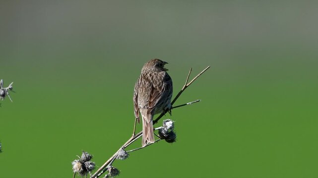Corn bunting singing perched on a branch