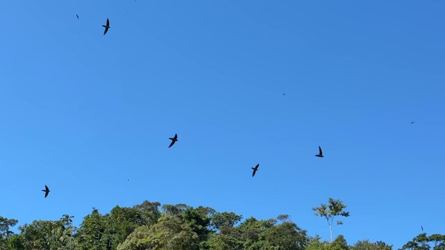 Many birds flying in circles over a waterfall.