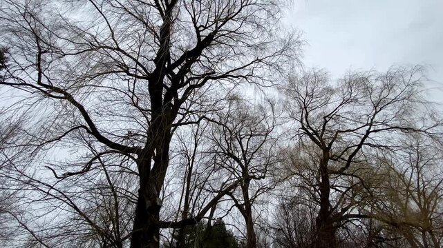 Low-angle view of bare willow tree (Salix) canopies and sprawling branch silhouettes reaching toward an overcast winter sky.