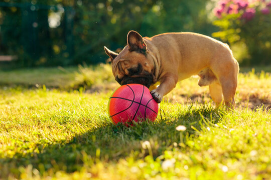 French bulldog is playing with a multicolored ball.