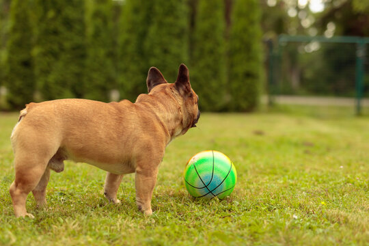 French bulldog is playing with a ball on the lawn in a summer day.
