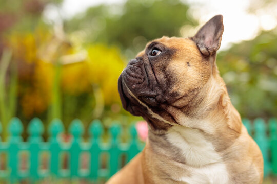 A French bulldog in a park on a summer day.