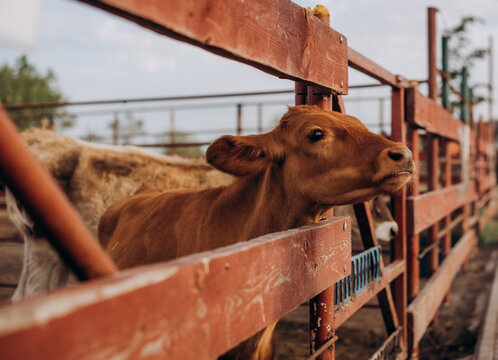 Young Calf Portrait on a Farm Behind Wooden Fence