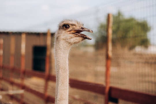 Ostrich Portrait on a Farm in Natural Surroundings