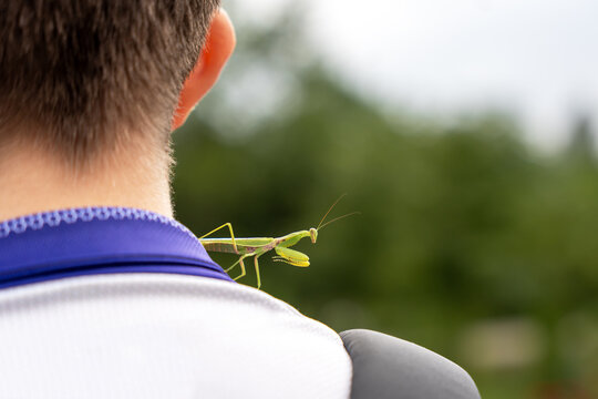 An adult male (imago) praying mantis of the species Hierodula tenuidentata has flown onto and settled on the neck of a teenager during outdoor activity.