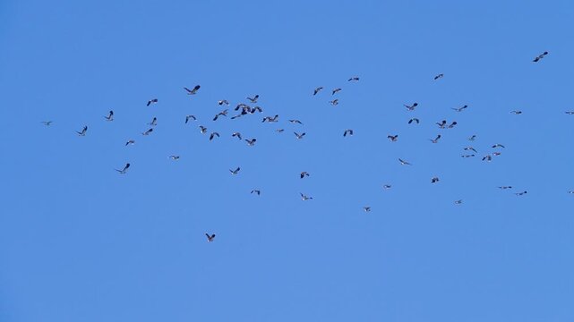 A flock of flying birds in the blue sky. Flying lapwings (Vanellus vanellus-cristatus)