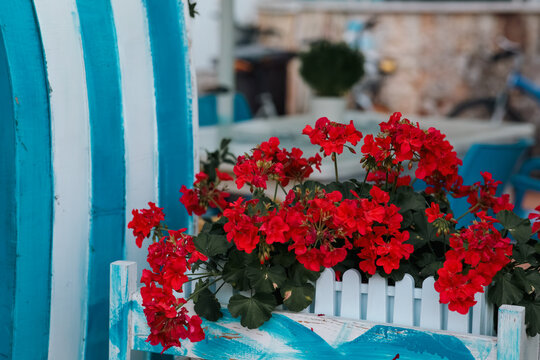 Vibrant red geraniums bloom in decorative flower boxes, styled against colorful blue and pink fences in a charming outdoor setting
