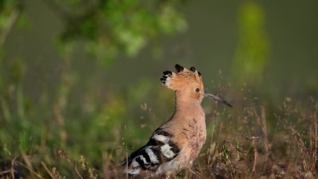 Eurasian hoopoe walking on the ground and calling
