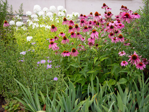 Pink purple coneflowers (Echinacea purpurea) blooming in a lush summer garden with colorful perennial flowers and green foliage.