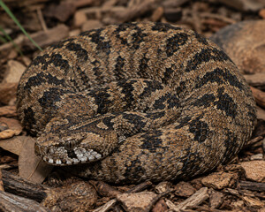 Naklejka premium A death adder snake in the bushes