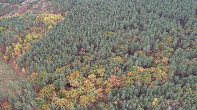 Aerial drone video of a colorful mixed autumn forest featuring evergreen pines and deciduous trees with yellow, orange and green foliage.