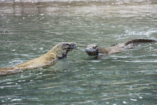 View of two Komodo dragons swimming in the clear water near Rinca Island, Kecamatan Komodo, Nusa Tenggara Timur, Indonesia.