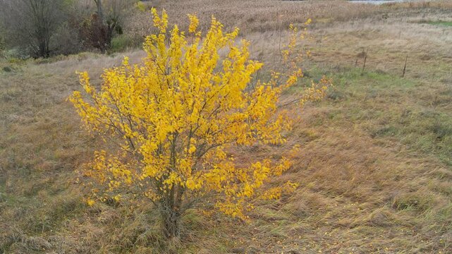 Aerial drone video of a single vibrant yellow autumn tree standing in a dry field near the Ros river in Ukraine.