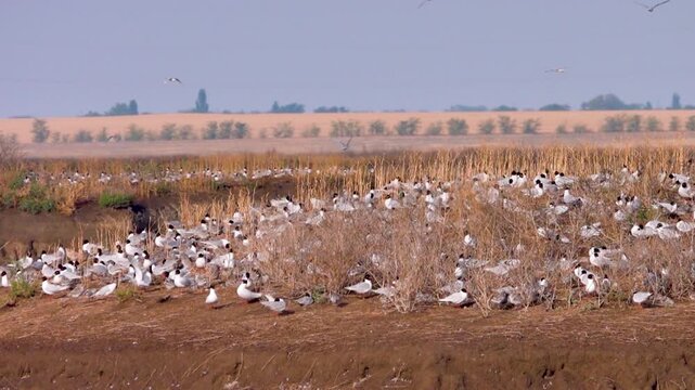 Unusual Mediterranean black-headed gull (Larus melanocephalus) insectivorous seagull nests in the Crimea, forms colonies on steppe salt lakes. Dense colonies of seagulls with chicks and clutches