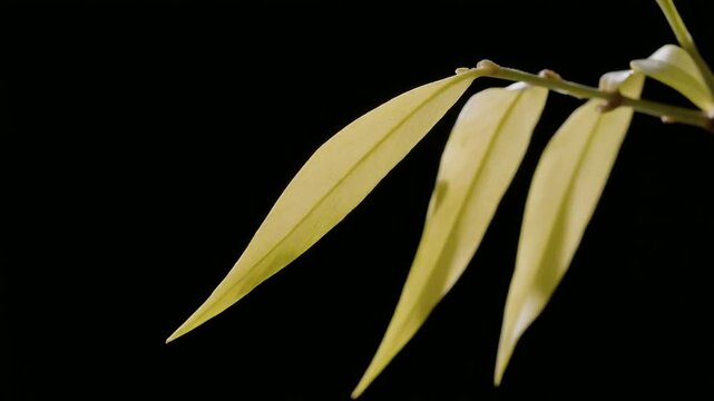 Elegant long slender pale yellow willow leaf swaying gently on an isolated black background for minimalist organic motion design