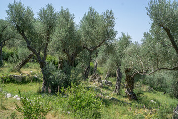 Fototapeta premium Traditional Mediterranean olive orchard on a green grassy hill under clear blue sky