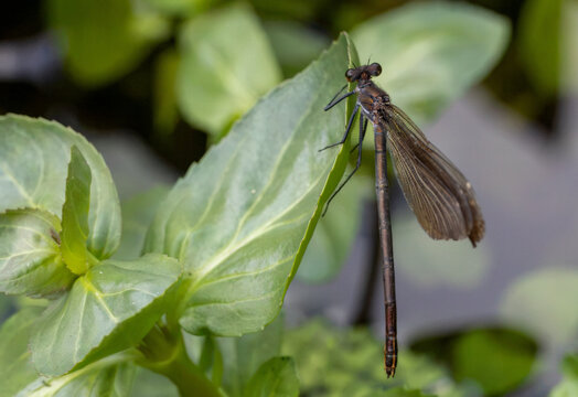 Calopteryx