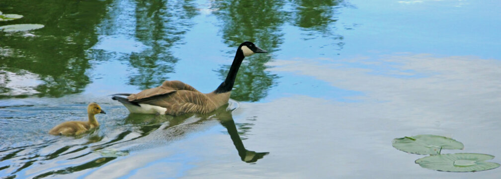 Canada Goose With Gosling Swimming Together On Calm Lake Water With Reflections And Lily Pads
