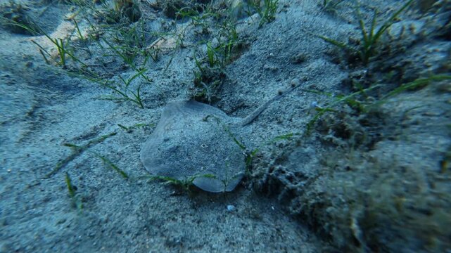 Leucoraja naevus - Cuckoo Ray Swimming Underwater Over Seafloor