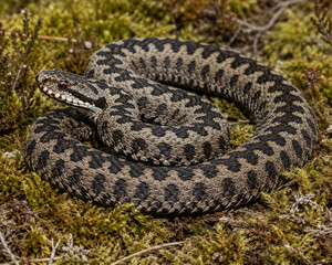 Fototapeta premium An adder snake in the bushes