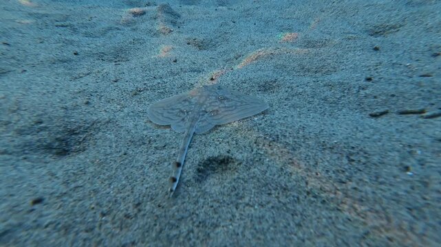 Leucoraja naevus - Cuckoo Ray Swimming Underwater Over Seafloor