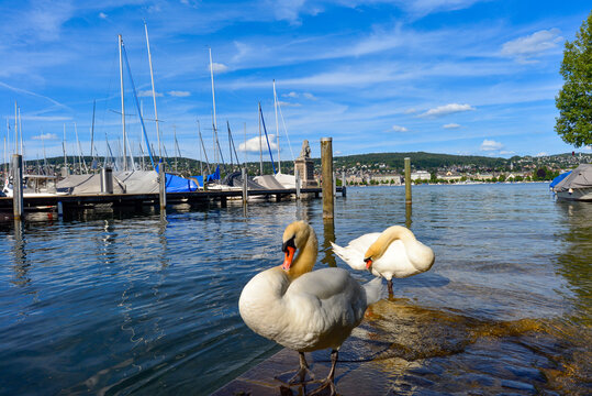 Zwei H&ouml;ckerschw&auml;ne am steinigen Seeufer vor den Bootsstegen des Bootshafens am Mythenquai auf dem Z&uuml;richsee, Z&uuml;rich, Schweiz