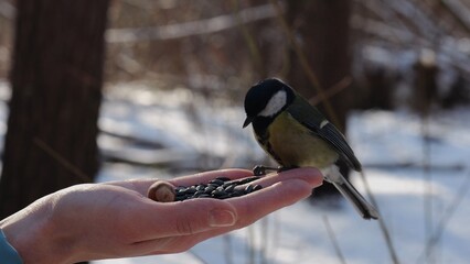 Woman feeding cute tit bird to sunflower seeds at snowy woodland. Beautiful tomtit pecking food from female hand at winter forest. Small titmouse eating meal from arm of young girl at snow park © ExpressVectors