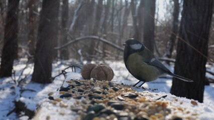Cute tit bird pecking food from open feeding trough at snowy forest. Beautiful tomtit eating meal from wood feeder at sunny snow woodland. The scene captures care for wildlife and harmony of nature © ExpressVectors