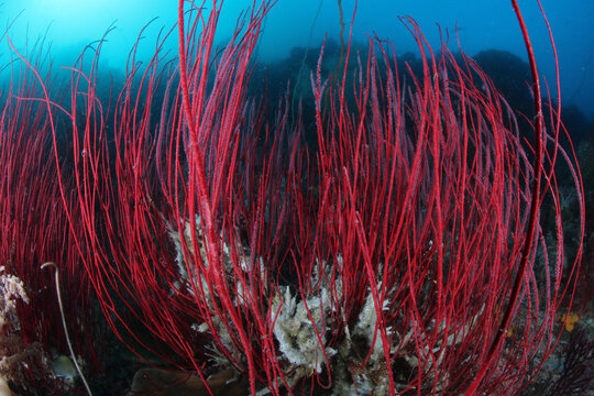 View of vibrant red sea whips growing on the reef in the clear blue waters of Raja Ampat, Southwest Papua, Indonesia.