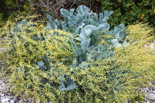 However, sea kale (Crambe maritima)