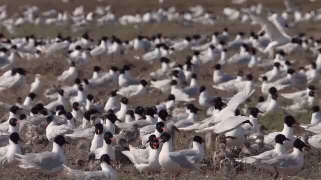 Unusual Mediterranean black-headed gull (Larus melanocephalus) insectivorous seagull nests in the Crimea, forms colonies on steppe salt lakes. Dense colonies of seagulls with chicks and clutches