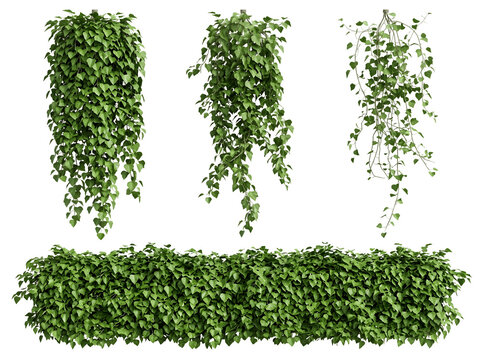 Set of hanging ivy plants and a green hedge isolated on transparent background