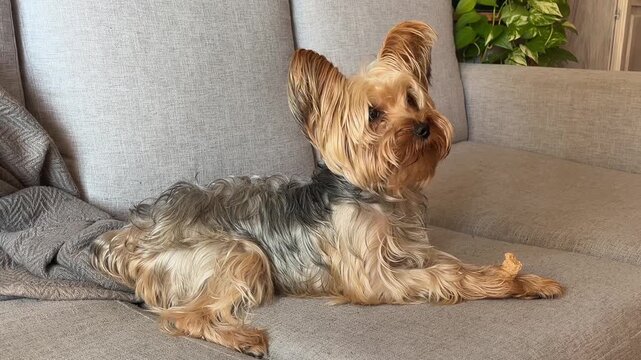 A small, long-haired Yorkshire Terrier puppy enjoys a relaxing moment on a modern gray sofa, bobbing its head in response to its owner.Carefree domestic pet life