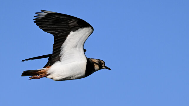 Northern Lapwing flying against a clear blue sky