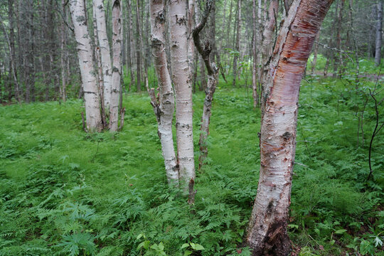 Row of trees