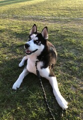 Happy Siberian Husky dog lying on green grass during sunset © Tom
