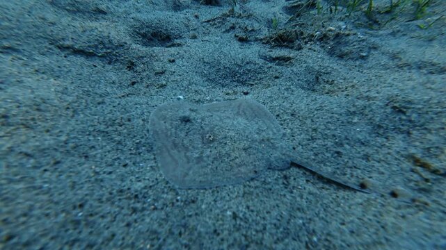 Leucoraja naevus - Cuckoo Ray Swimming Underwater Over Seafloor