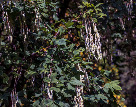Close Up of Laburnum Anagyroides Green Seed Pods and Trifoliate Leaves