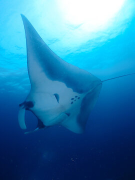 View of a majestic manta ray gliding through clear blue water with sunlight filtering from the surface in Raja Ampat, Southwest Papua, Indonesia.