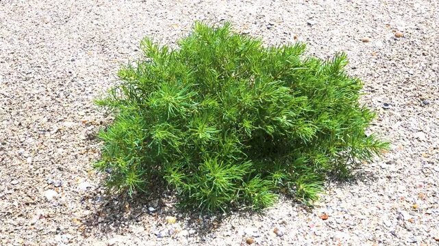 Salt-tolerant vegetation, pioneering species. A young plant vegetative shoots of Sueda maritima, S. salsa, S. prostrata probably Salsola with narrow, lush leaves on the sandbank of Lake Sivash, Crimea