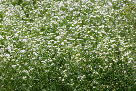 Abundant small white annual fleabane wildflowers, Erigeron annuus, bloom densely in a bright green summer grass field with sunny natural light, creating a rich botanical backdrop in Warsaw, Poland