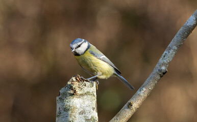 Blue Tit Perched on Birch Branch in Woodland Light — Small Songbird Wildlife Portrait © © Raymond Orton