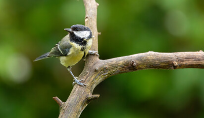 Great Tit Perched on Branch in Green Garden Close-Up Wildlife Portrait © © Raymond Orton