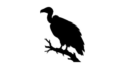 Fototapeta premium Vulture perched on branch black silhouette against white background